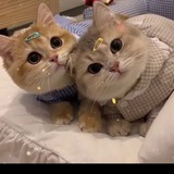 Telegram profile photo for Cat