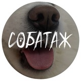Telegram profile photo for Собатаж 🐶🐾 адресники и любовь