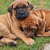 Telegram profile photo for Unsere Bullmastiff Familie