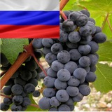 Telegram profile photo for РВК рекомендует вина России