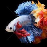 Telegram profile photo for 观赏鱼/异宠~买家秀