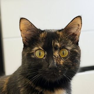 Telegram profile photo for Кошка Фриде🐈⬛