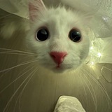 Telegram profile photo for Отзывы iShop.11