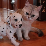 Telegram profile photo for Кото-песный юмор.TV🐶😺