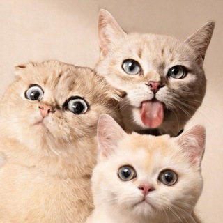 Telegram profile photo for Миса и Лёлик