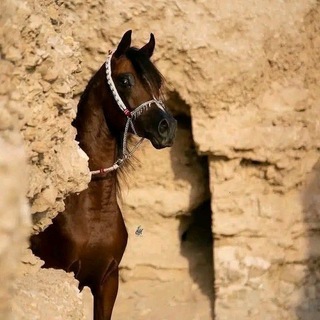 Telegram profile photo for هجران