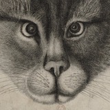 Telegram profile photo for Кот домашний, средней пушистости