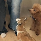 Telegram profile photo for Руффи и Лана