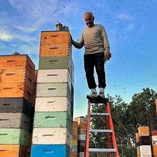 Telegram profile photo for Advanced beekeeping