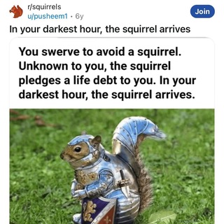 Telegram group profile photo for PNUT THE KNIGHT CTO