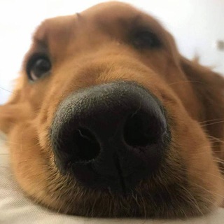 Telegram profile photo for 鱼家 - 资源预览频道