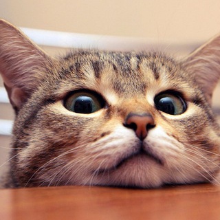 Telegram profile photo for Котики на каждый день