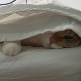 Telegram profile photo for И ещё одна тележка
