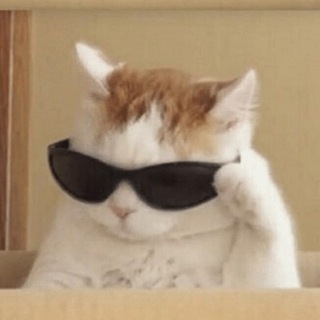 Telegram profile photo for Free code help