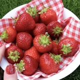 Telegram profile photo for Strawberry Production🍓