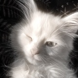 Telegram profile photo for ⲉⲡυⲏⲇⲉⲣⲙⲁⲗ ねこ