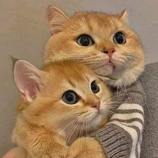Telegram profile photo for Romantic sticker and gif