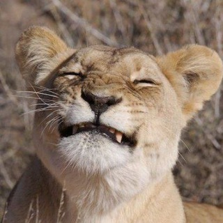 Telegram profile photo for женя альт