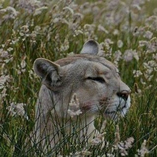 Telegram profile photo for 𝓈𝓁ℯℯ𝓅𝒾𝓃ℊ...💤