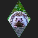Telegram profile photo for Пес колячый