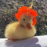 Telegram profile photo for А? 🐥