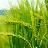 Telegram profile photo for کانال اطلاع رسانی پهنه شماره ۱_ مرکز ایبک آباد