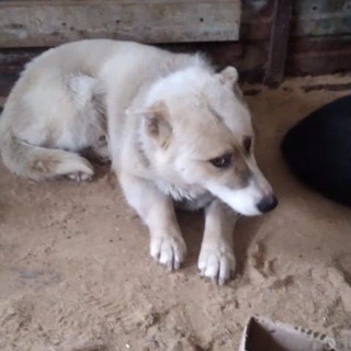 Telegram profile photo for Каталог собак ОТЛОВ г. Уфа Башкортостан