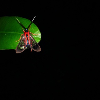Telegram profile photo for Biodiversidad Cubana🌱🦋🦇