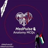 Telegram profile photo for Anatomy | MedPulse 🫀