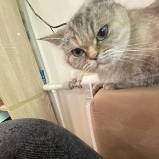Telegram profile photo for Лудоман Тимурка кс2 EZ