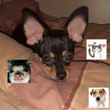 Telegram profile photo for гневз лоликошкодевочкафан