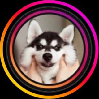 Telegram profile photo for 🐶 MIMI.COMEDY 🐱