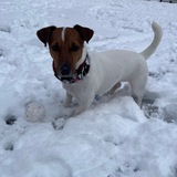 Telegram profile photo for блохастые