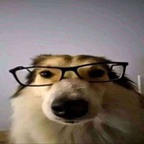 Telegram profile photo for Имбовые опросы