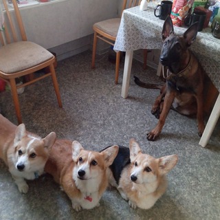 Telegram profile photo for 3 коржа и один малыш Малинуа