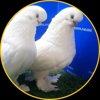 Telegram profile photo for بهشت کبوتران زینتی
