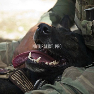 Telegram profile photo for NATURALIST. PRO