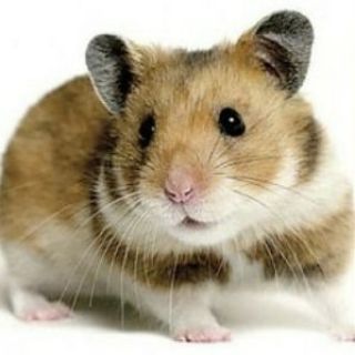 Telegram profile photo for Вишивка та мікровишивка Hobbihomyak