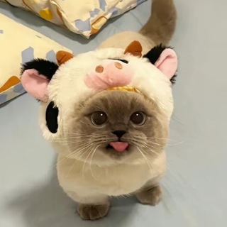 Telegram profile photo for pumpkin