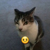 Telegram profile photo for Кошька 🐈⬛️