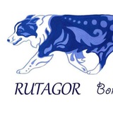 Telegram profile photo for Рутагор. Питомник бордер колли