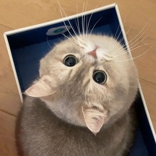 Telegram profile photo for 😽 猫咪星球 | 赛博猫咖