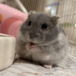Telegram profile photo for lovely