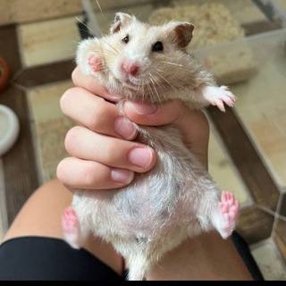 Telegram profile photo for Улучшаю условия Сушки