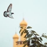 Telegram profile photo for ذِکْر آلَلَهّ حًيَآةّ آلَقُلَوٌبً🌷
