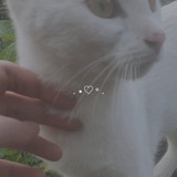Telegram profile photo for 「 your kotya ♡ 」ЧИСТКА