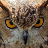 Telegram profile photo for Мра4ная птица