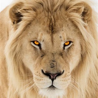 Telegram profile photo for Leadership 101 for Humanitarians