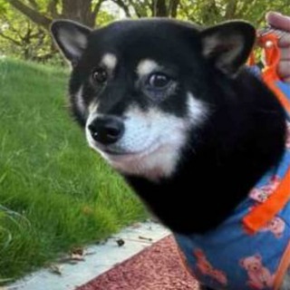 Telegram profile photo for Kagura Chan $KAGURA