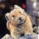 Telegram profile photo for корицын прайс